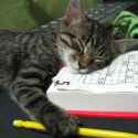 catstudy.jpg
