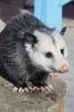 opossum5.png