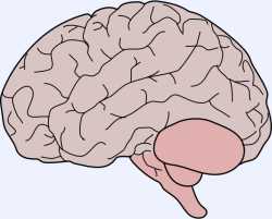 Brain.png