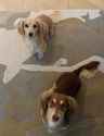 dogs staring.jpg
