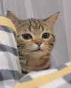 slightly disgusted lil cat.jpg