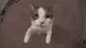 catkiss.gif