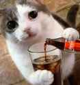 pouring a bevvy..jpg