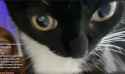 gatoreadingchat.png