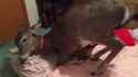 1527294550780.webm