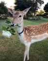 Your_deer_loves_you.jpg