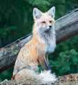 fox_aesthetic.jpg