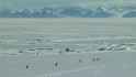 doomers and salters in nature.webm