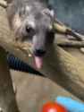 1755304544868372.webm