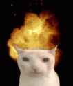 explosion-cat.gif