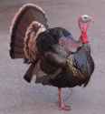 Wildturkey.jpg