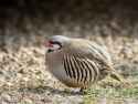 file.png
