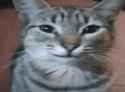 smug-cat-smug.png
