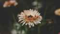 flower_petals_bud_blur_119387_3840x2160.jpg