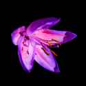 Tropical Rainbow Lily.jpg
