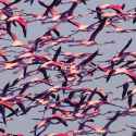 Deftones - doomed_user.webm