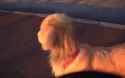 1427789799404.webm