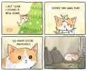 cats are not presents.webm