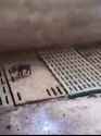 piglets sound.webm