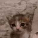 1712909221021869.gif