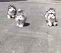 Busters of Ghosts.webm