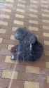 bear cub water spray.webm