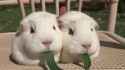 guinea pigs blade of grass.webm