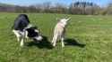 border collie sheep dog.mp4