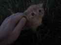 kitten cat pet.mp4