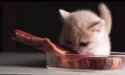 Kitten Steak.mp4