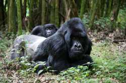 Gorilla-Photography-11.jpg