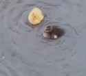 1779047214753500.webm