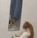 baby_cat_looks_in_mirror.gif