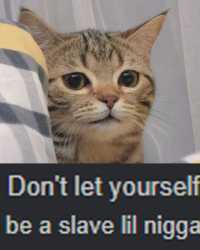 kittyslaves.jpg