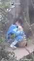 pandahug.webm