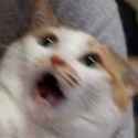 1776446191965272s.jpg